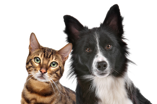 Assurance animaux : la meilleure assurance pour chien et chat